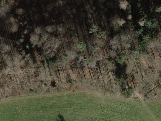 Freienbach Wald