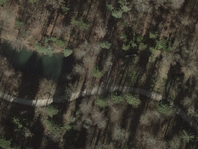 Dällikon Forest Pond