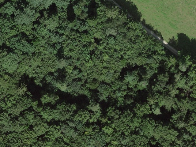 Forest edge Remigen