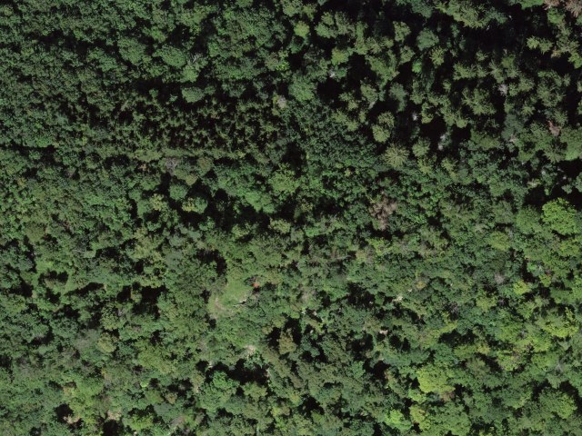 Ruine Alt Homberg – Wittnau